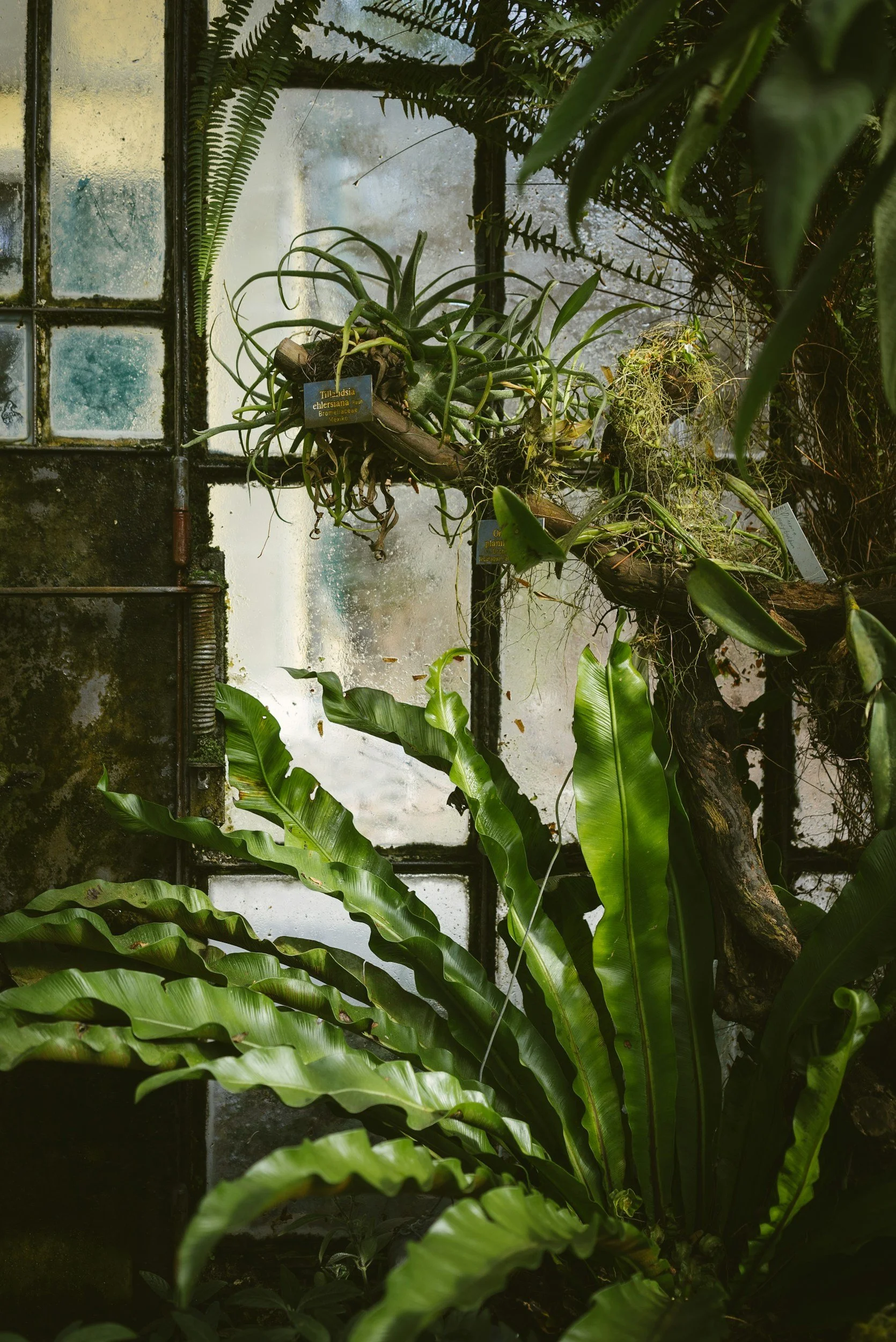 Bright Ideas for Low Light Spaces: Plant Recommendations