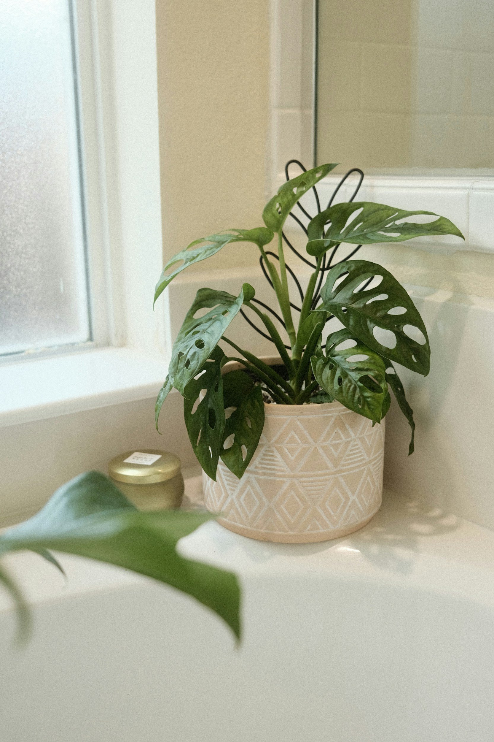 The Best Bathroom Plants and How to Care for Them
