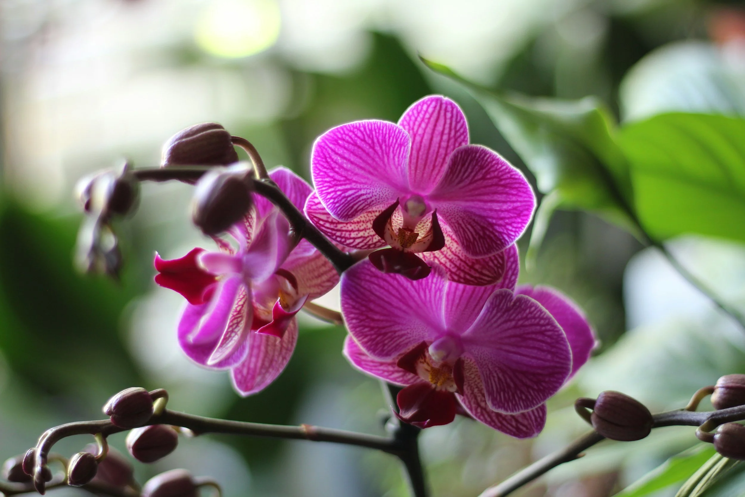 Greener Homes &amp; Happy Pets - Our Guide To Pet Friendly Plants