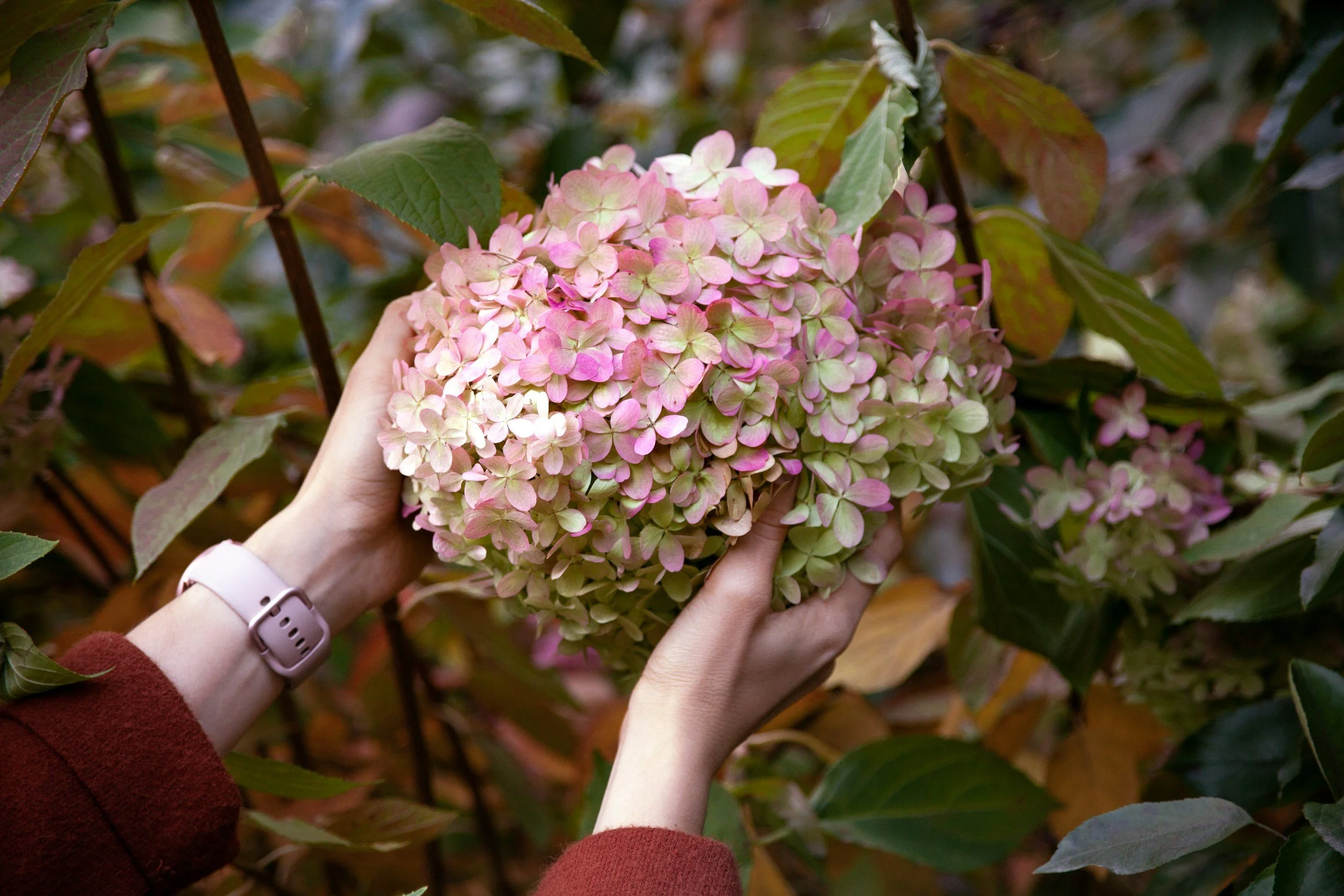 Plant care tips for the warmer seasons- plus a bonus self care tip and plant crafting idea!!