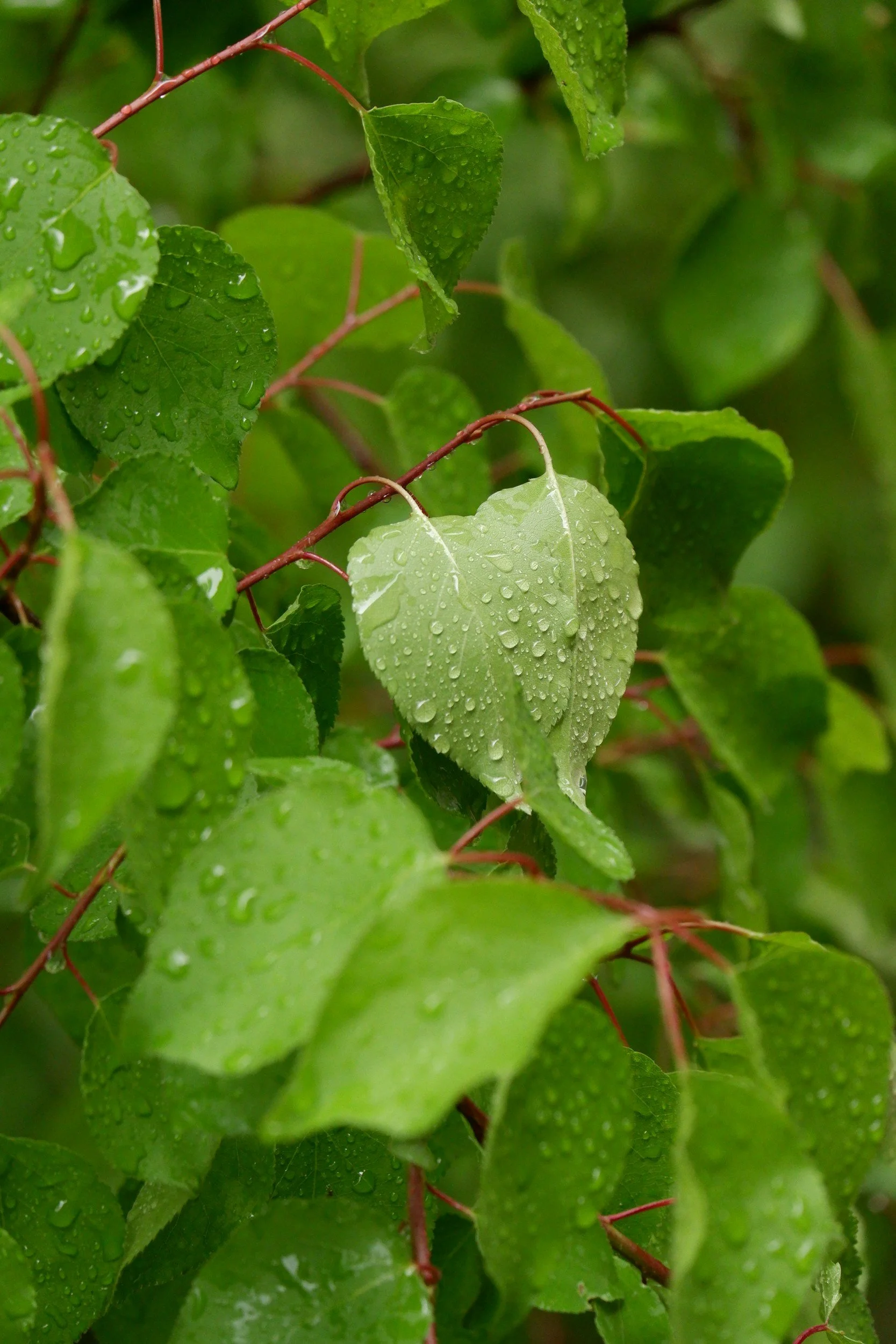 Indoor plant care for the colder months- all you need to know