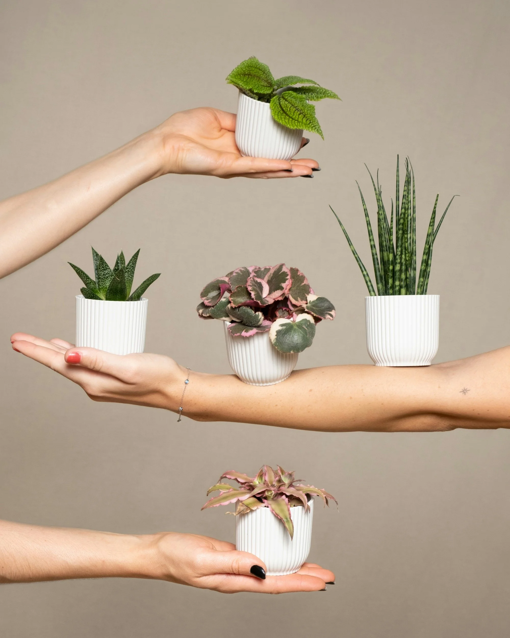 Plant Care Tips You'll Love