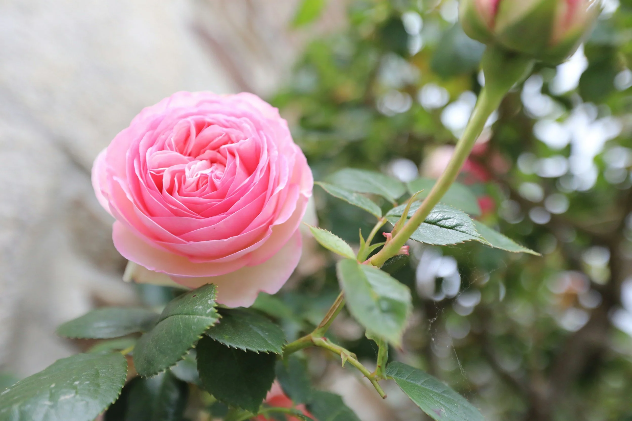 Valentine's Day Nature Lover Gifting Ideas 