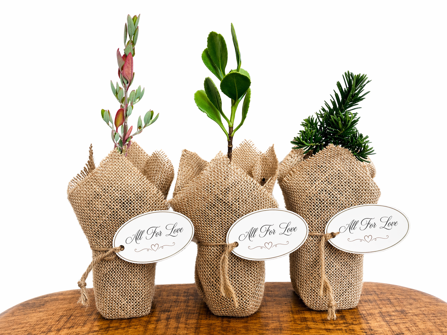 Wedding Bonboniere Plants For Friends.png