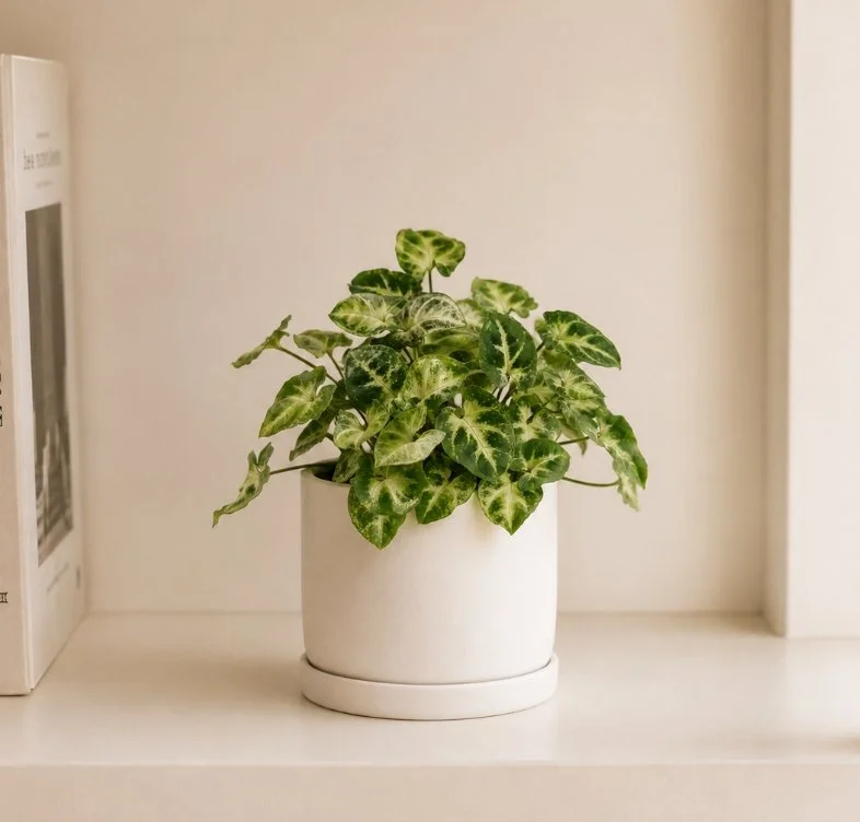 Lucky Feng Shui Syngonium in Pot | Perth Delivery