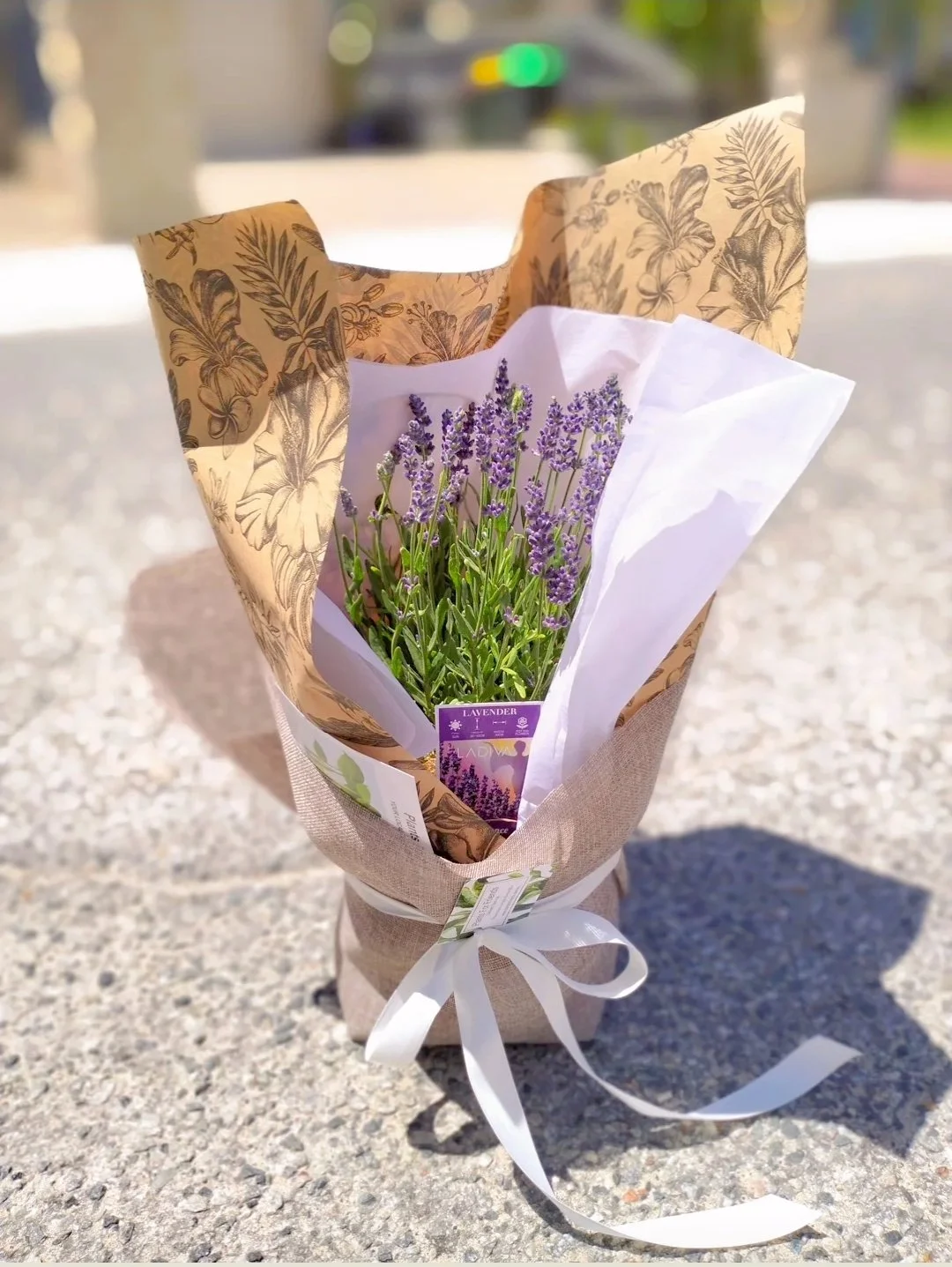 Scented Lavender Plant In Terracotta | Perth Delivery