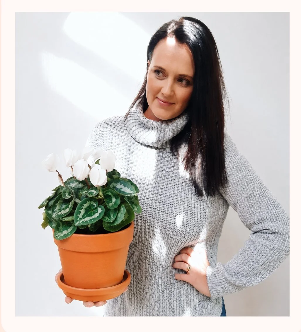 Flowering Cyclamen in Terracotta Pot | Perth Delivery