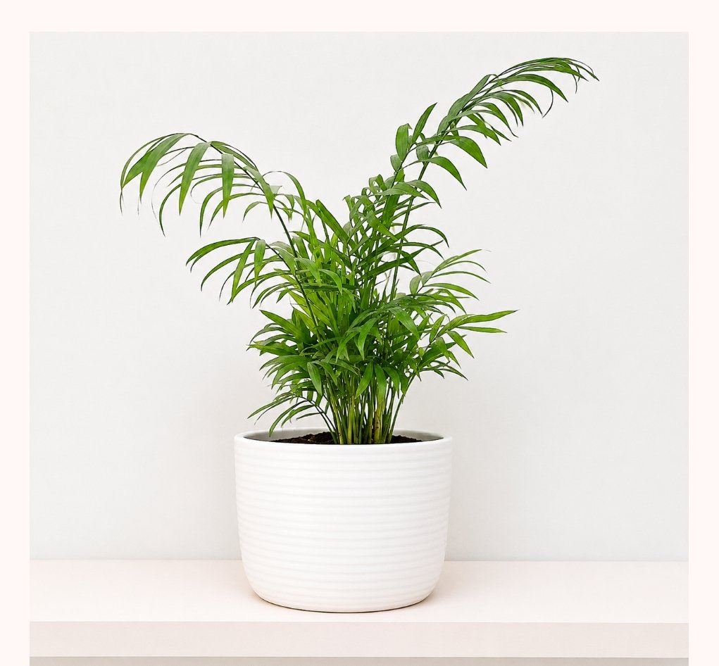 Mini Parlour Palm Potted | Perth Delivery