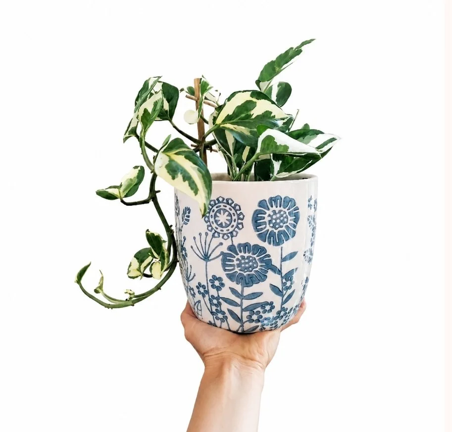 Snow Queen Pothos in Flower Pot | Perth Delivery