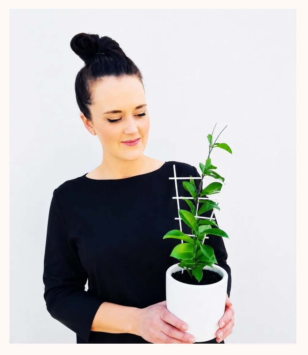 Pretty Hoya Potted | Perth Delivery