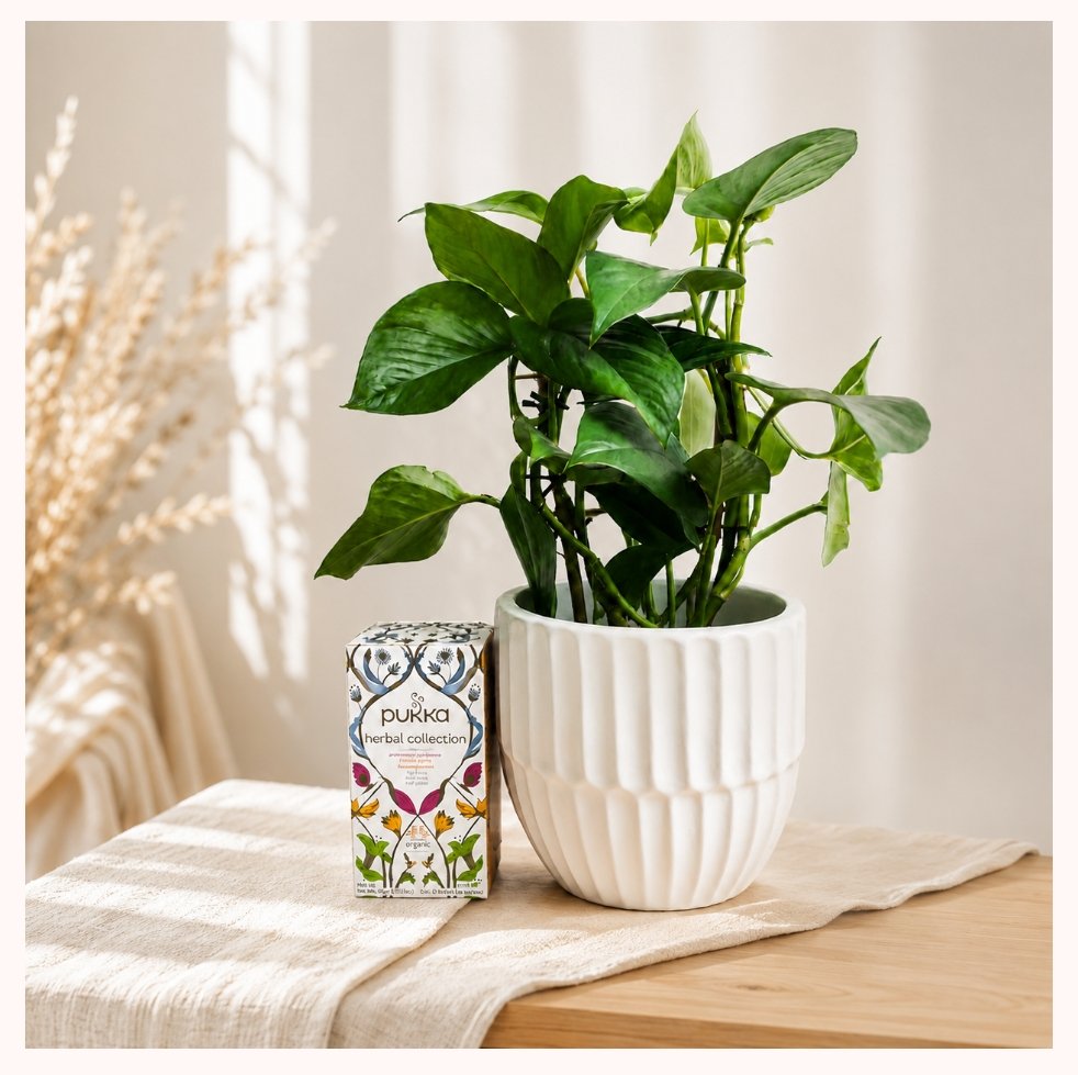 Meditate & Create | Pothos Plant + Pukka Herbal Tea Gift | Perth delivery