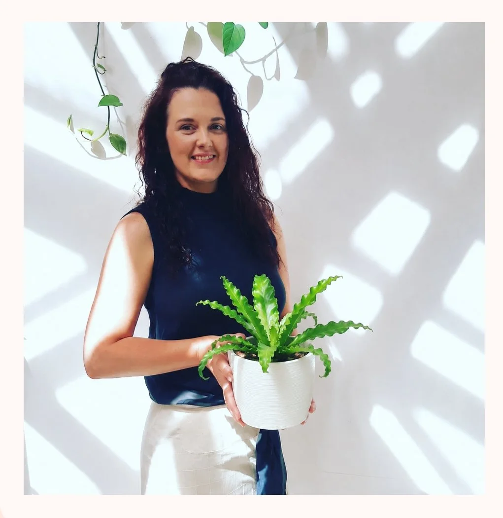 The Tropical Bird’s Nest Fern Plant | Perth Delivery