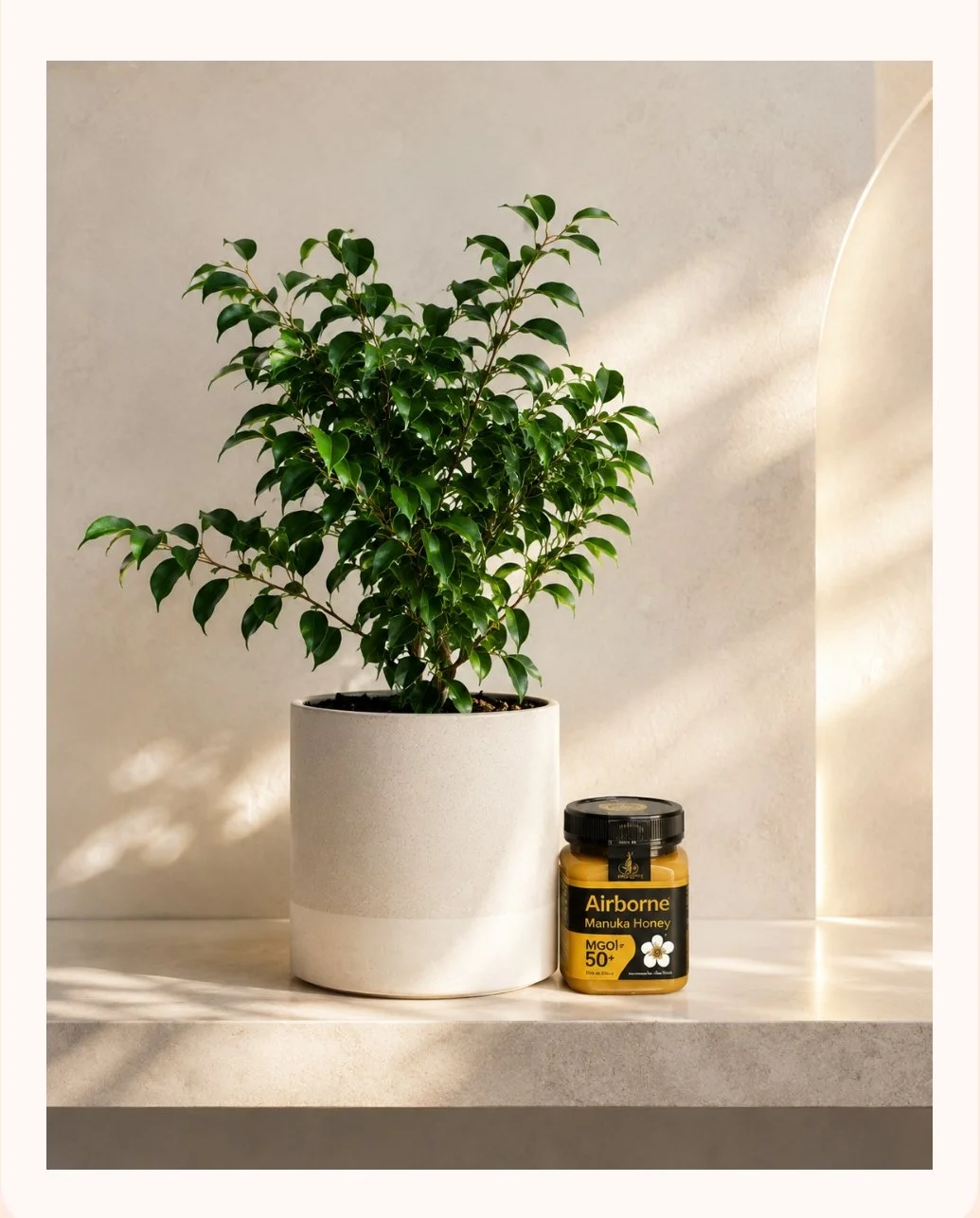 Little Tree, Honey Bee ~ Ficus & Manuka Honey Gift | Perth Delivery
