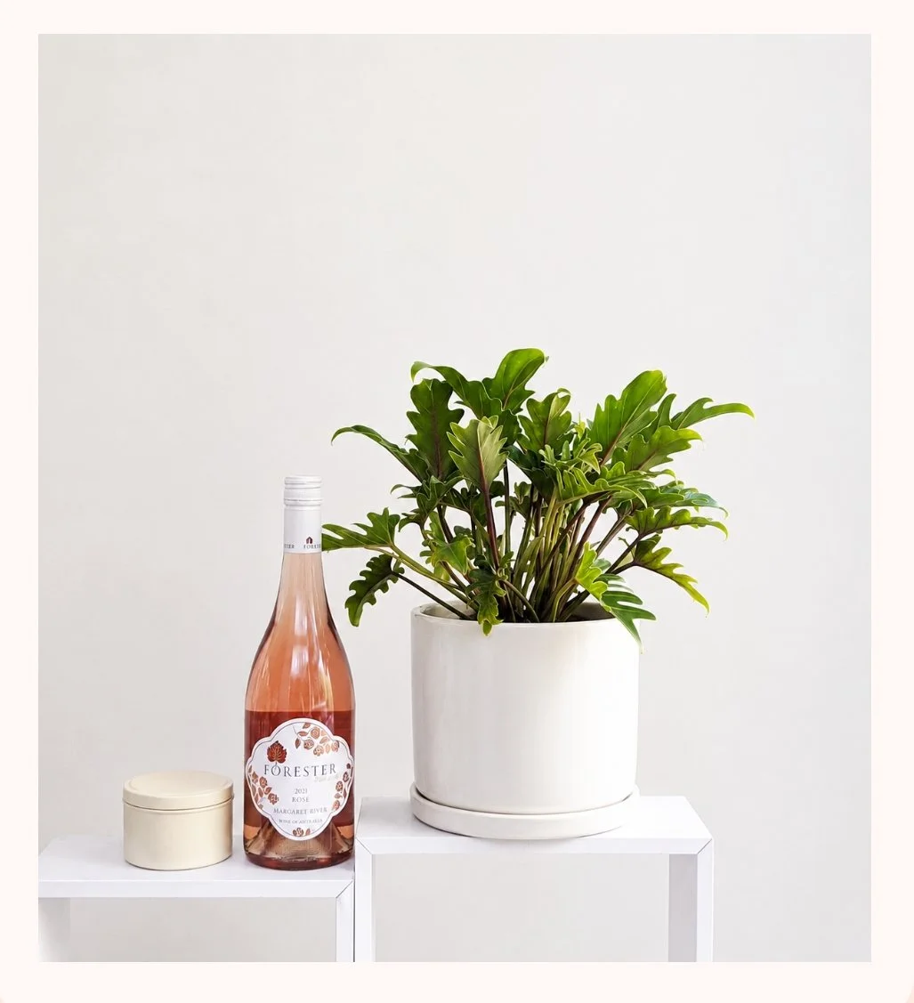 Plant of the Week: The Home Indulgence Trio | Perth Delivery