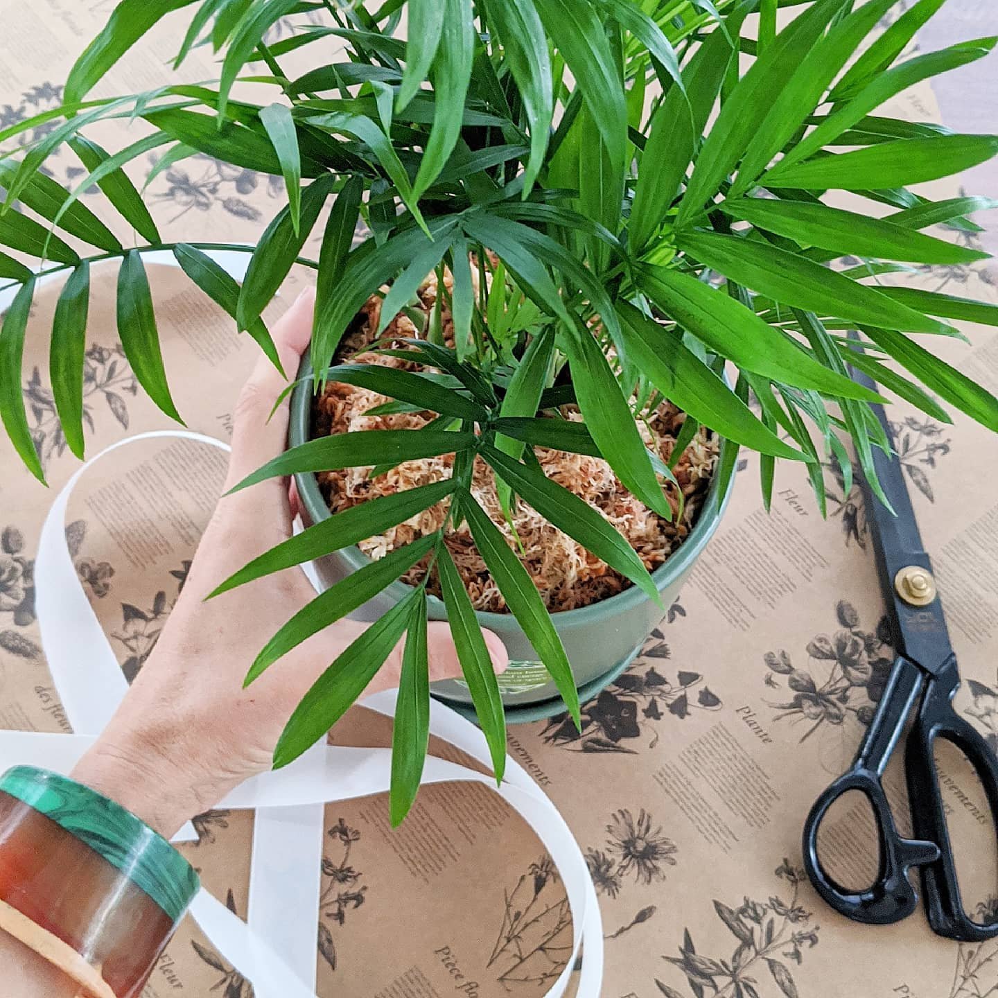 parlour palm 1.jpg