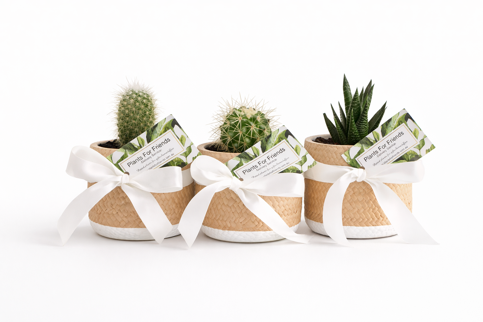 Mini succulent trio with satin bows