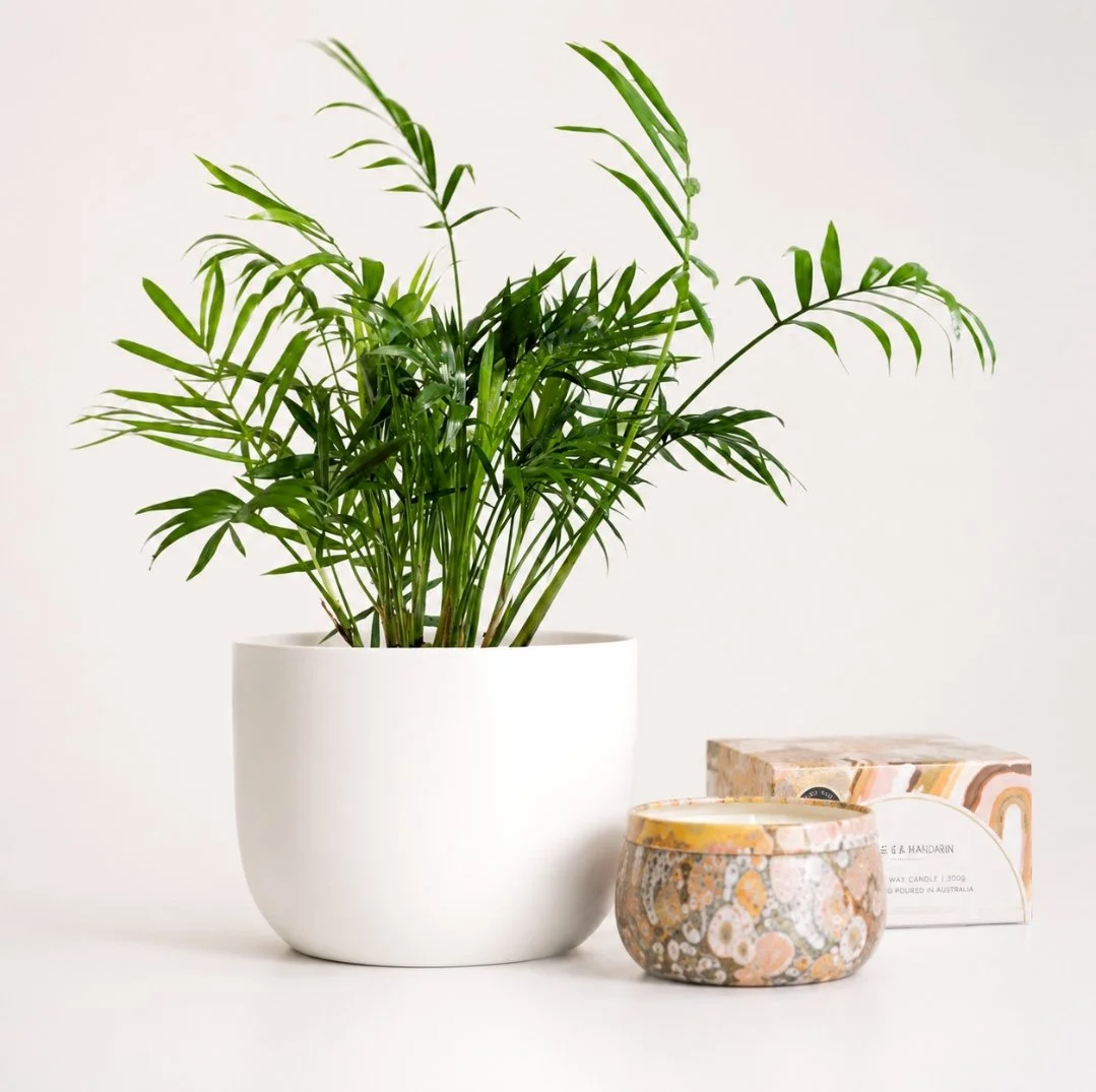 Potted plant gift and candle
