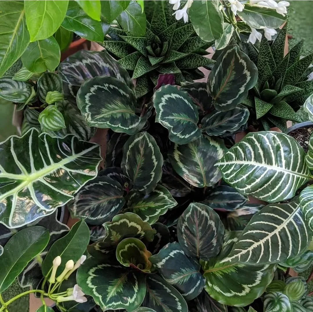 Customer Question: How Do You Choose Which Plants Work Best?