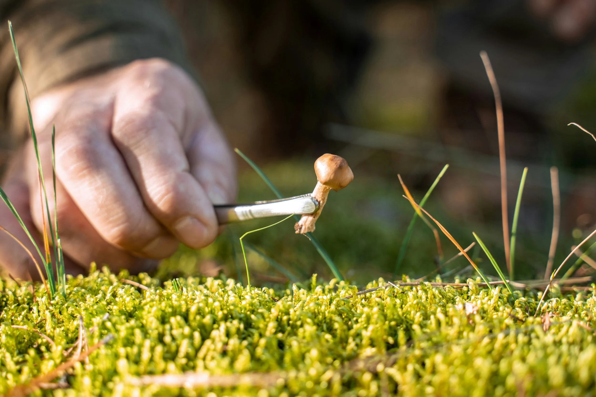 Microdosing Magic Mushrooms: A Guide to What Actually Works