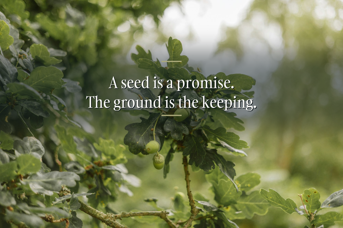An acorn among green oak leaves, close up, with the line in white serif: A seed is a promise. The ground is the keeping.