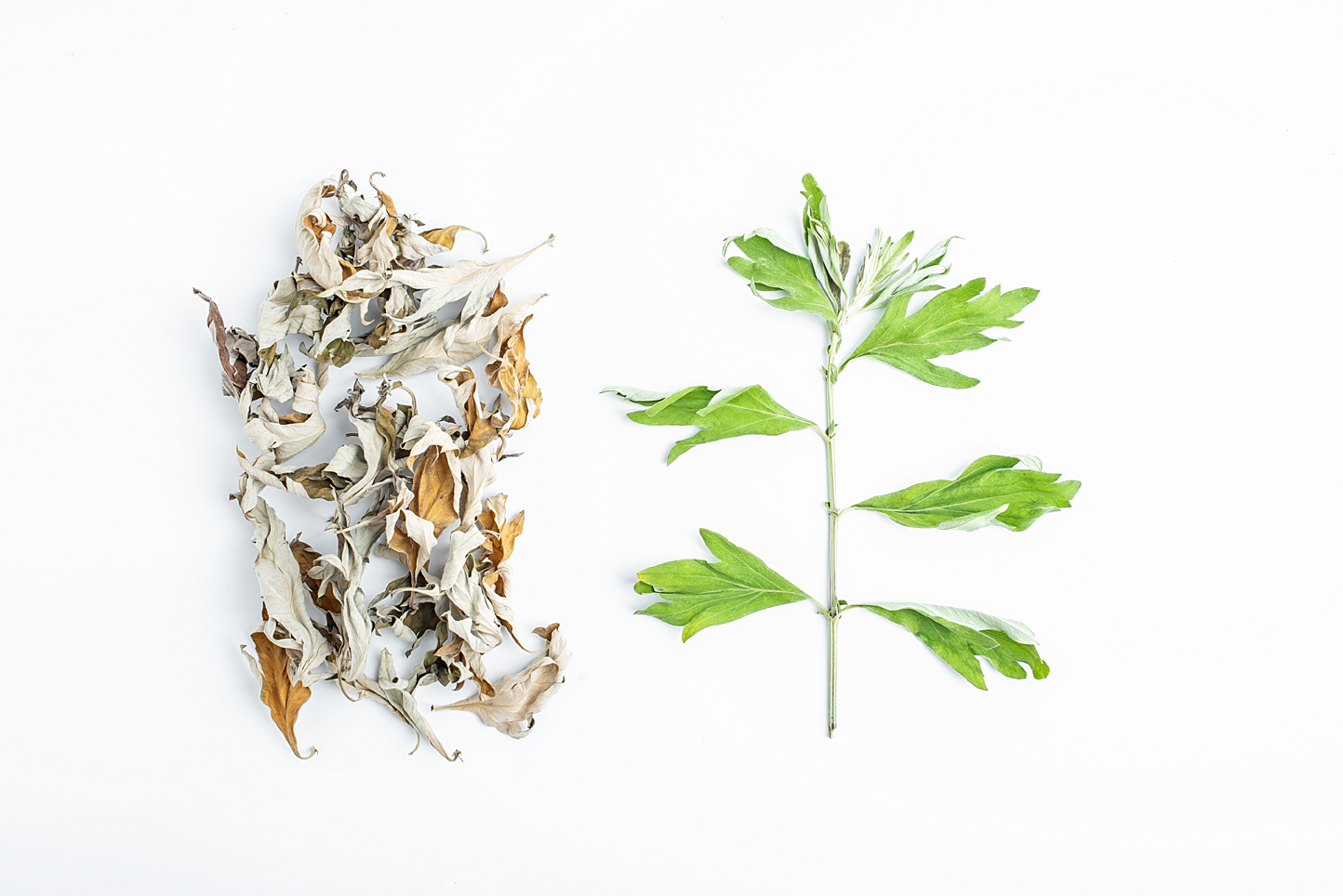AdobeStock_222917149.jpeg