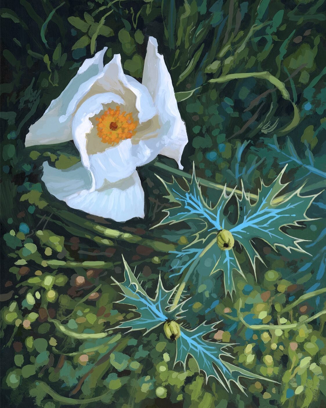 Small commission getting varnished and framed today. 

White Prickly Poppy No. 3
Acrylic on hardboard 
8 x 6 inches