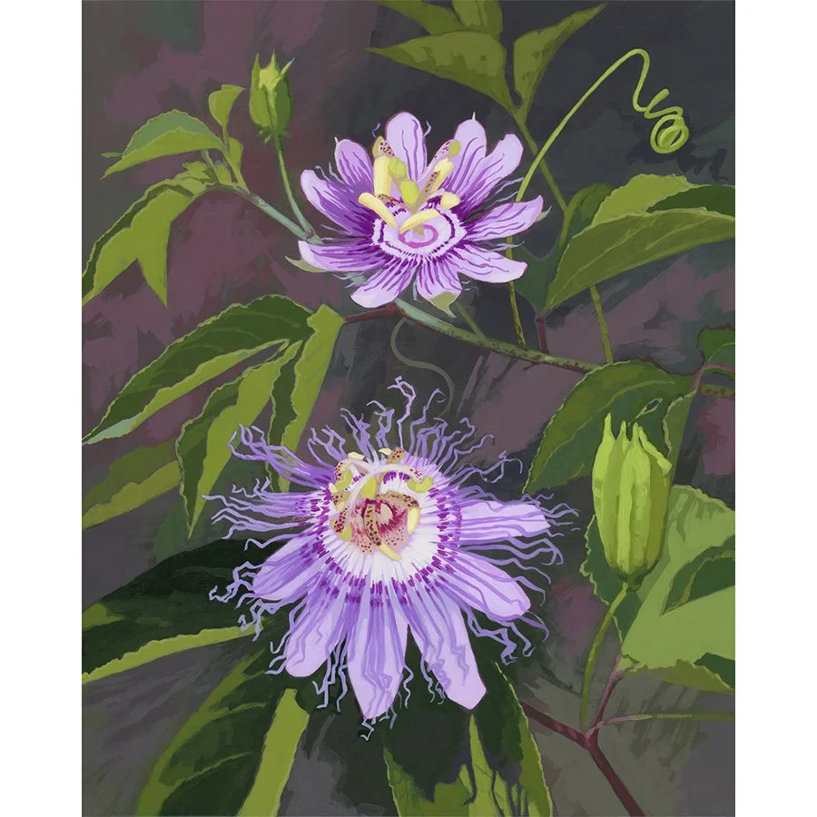 Purple Passion Flower
