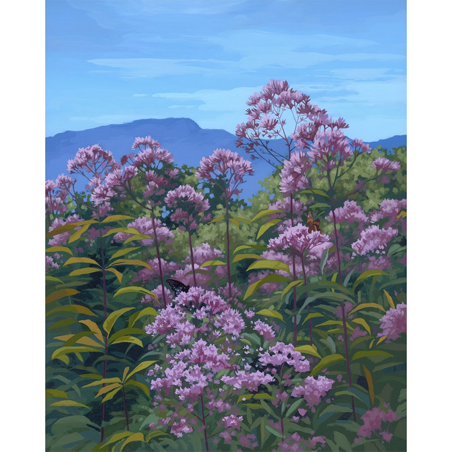 Blue Ridge Butterflies
