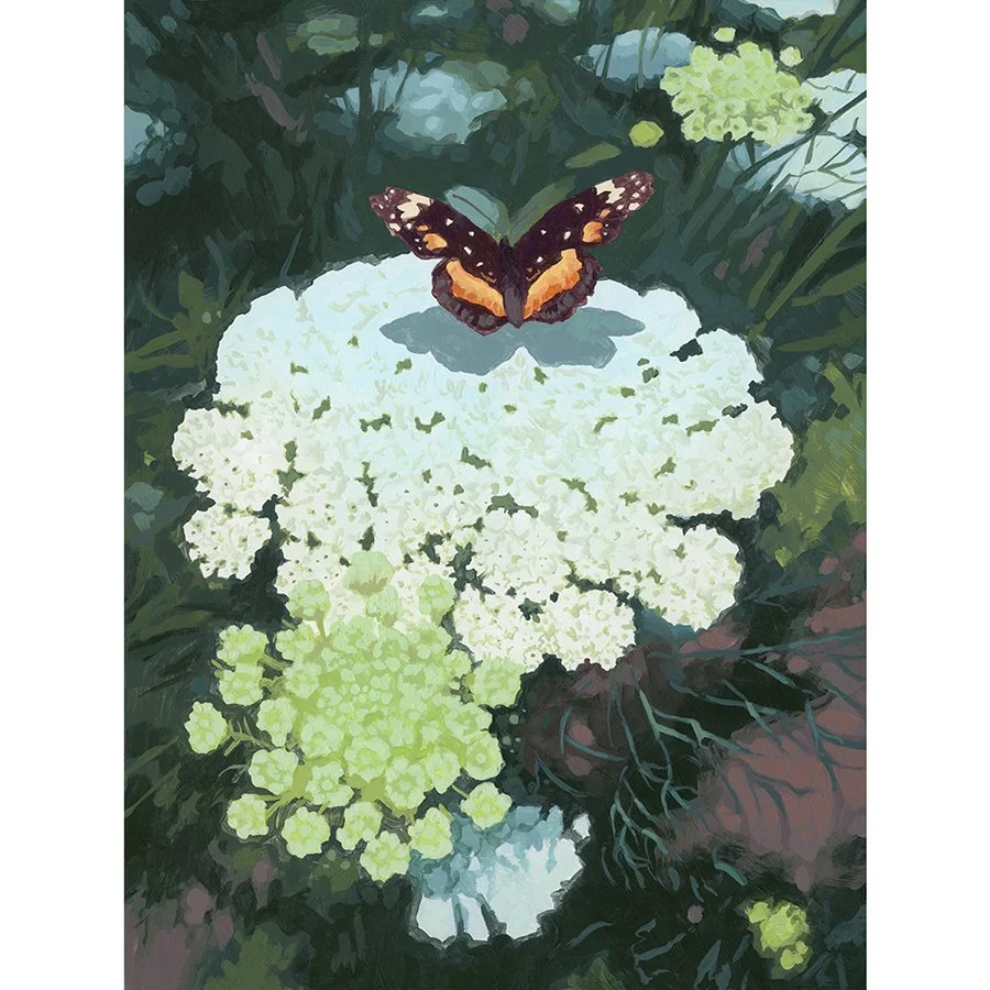 Sarah-Moore_Butterfly on Queen Anne's Lace_Print.jpg