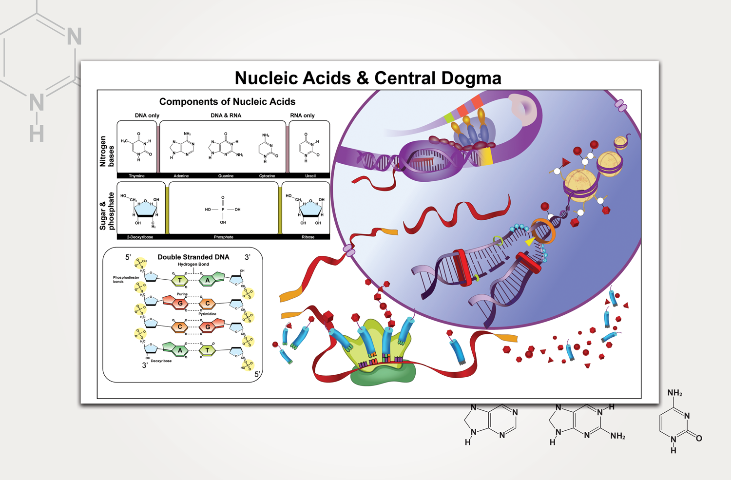  Scientific illustrations for the North Dakota State University’s biomimetics department.  Graphics for government grants and in-class lectures and learning aids. 