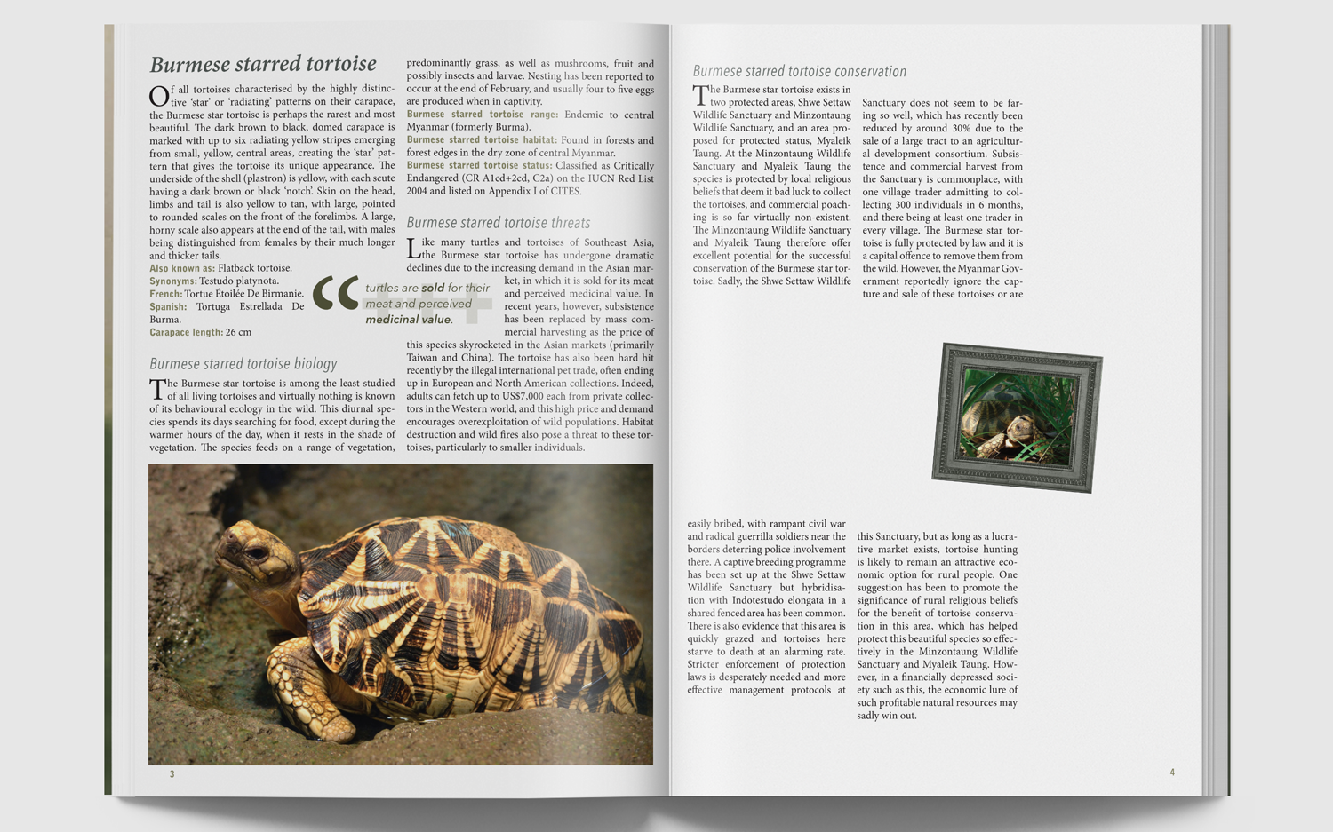 site2_BurmeseTortoise.png