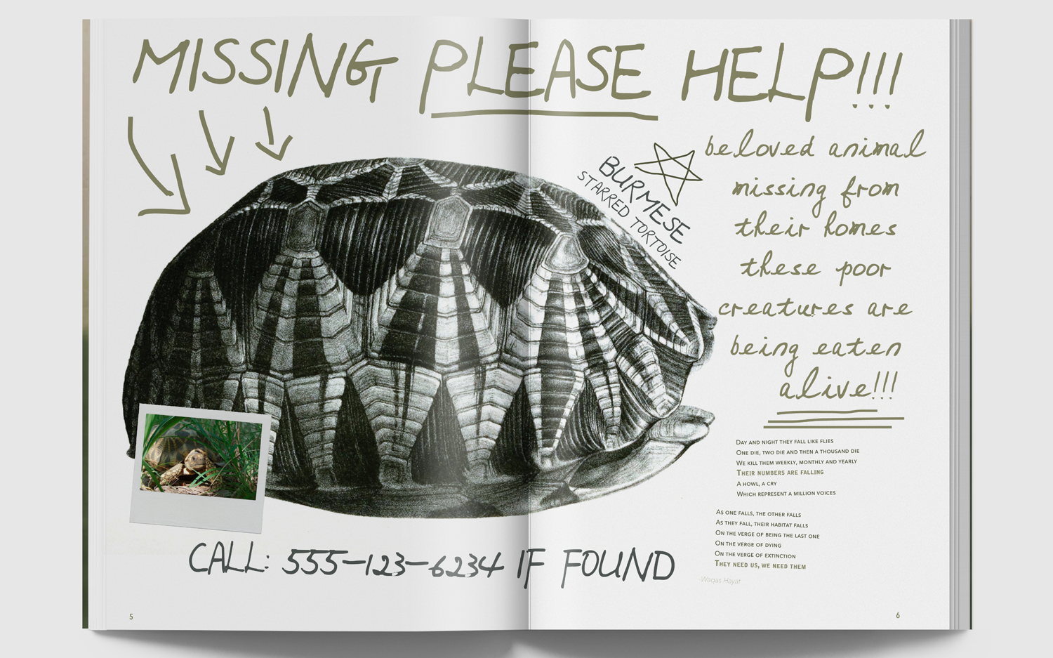 site3_BurmeseTortoise.png