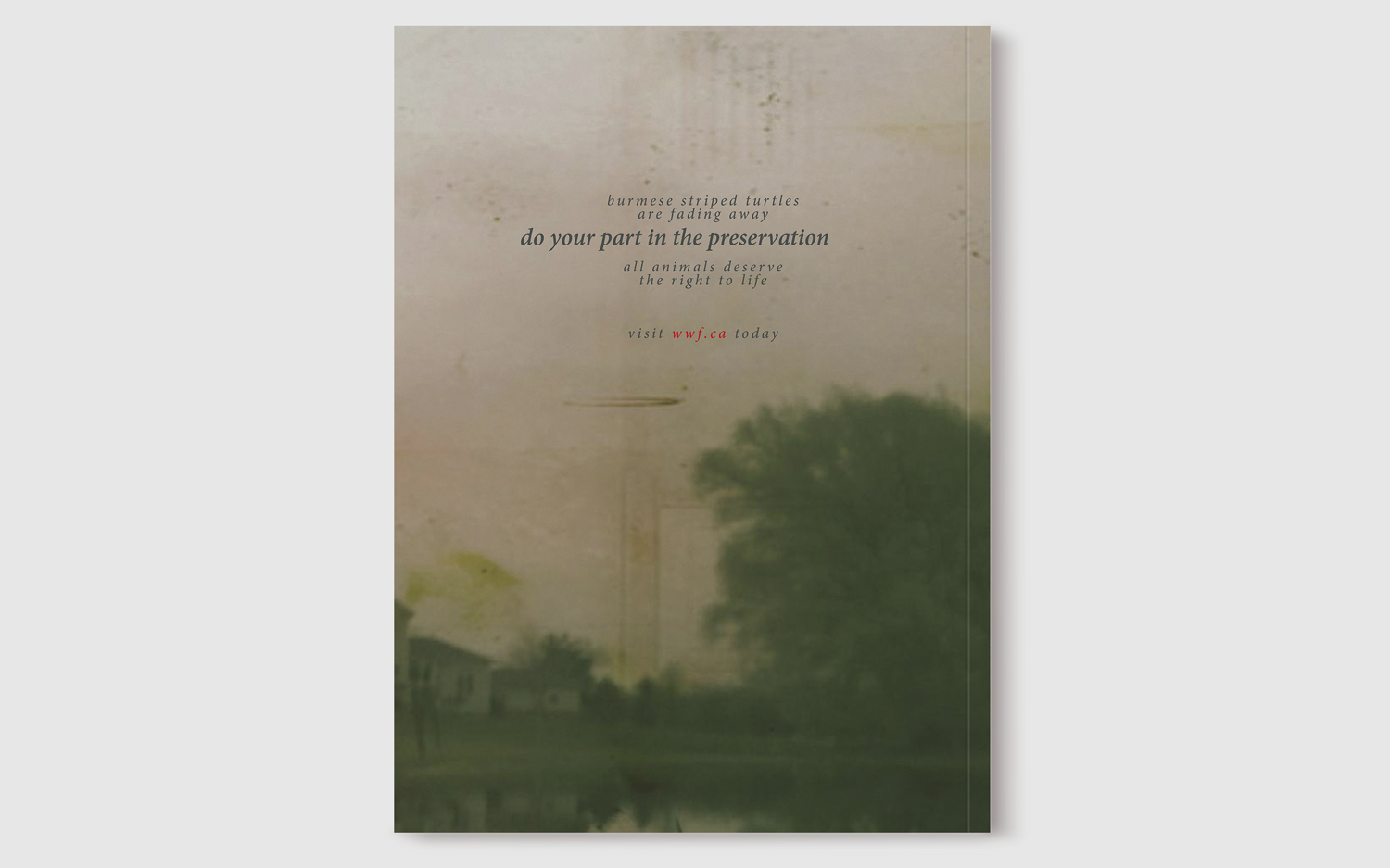 site_Backcover_BurmeseTortoise.png