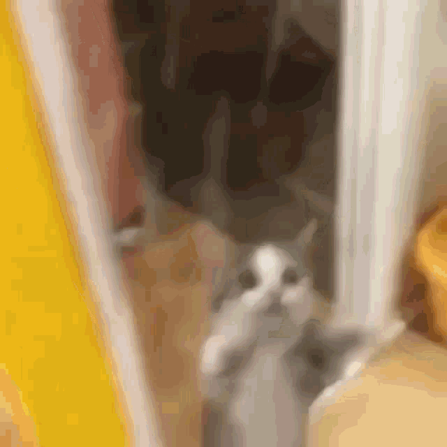 cat-boogy.gif