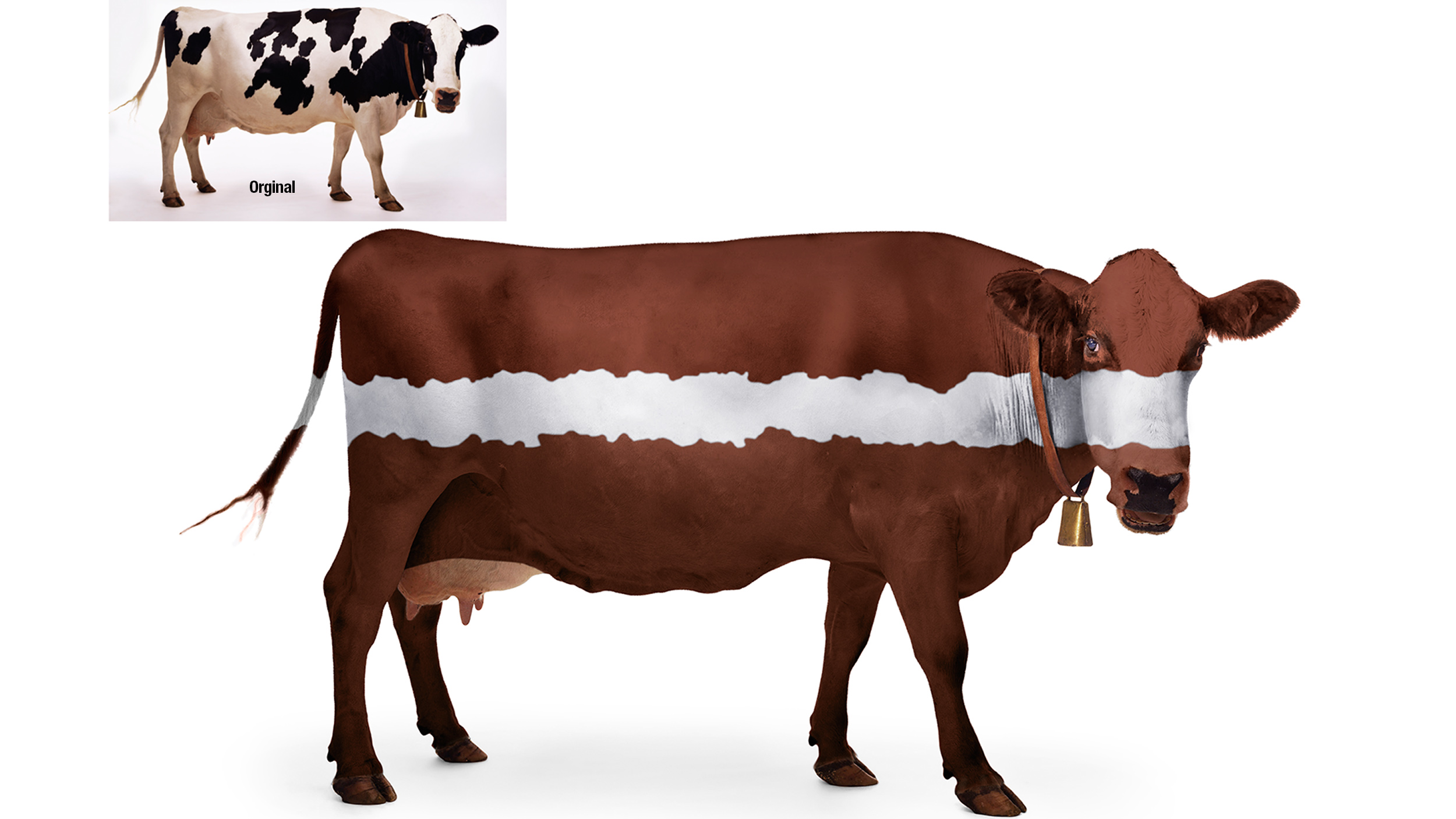 Cow-Creative-imageing-BigFishGraphicDesign.jpg