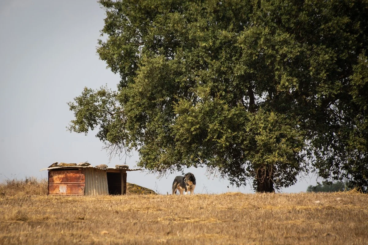 Corrugated Kennel and Cork Tree.jpg