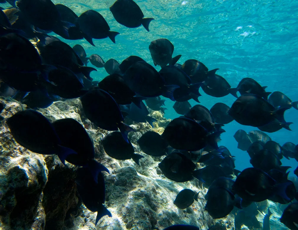 blue-tangs-22jul07-0055.jpg