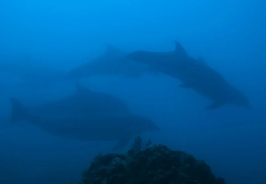 bottlenose-dolphin-c-4oct07.jpg