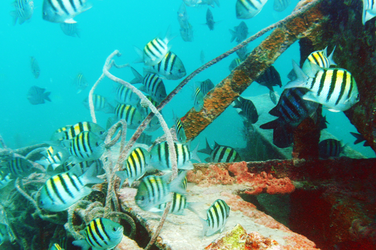 CC_Reef_01.png