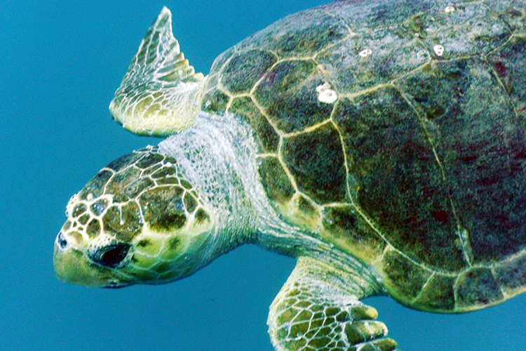 CC_Reef_02.png