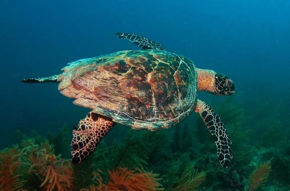green-turtle-24oct03-067.jpg