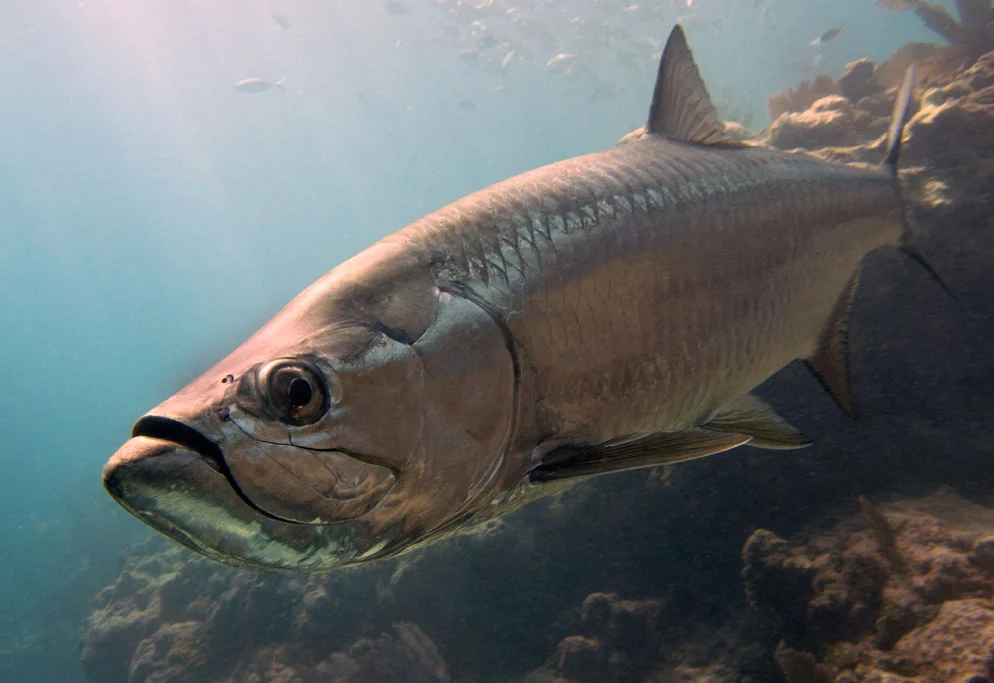 tarpon-01jul08-0081.jpg