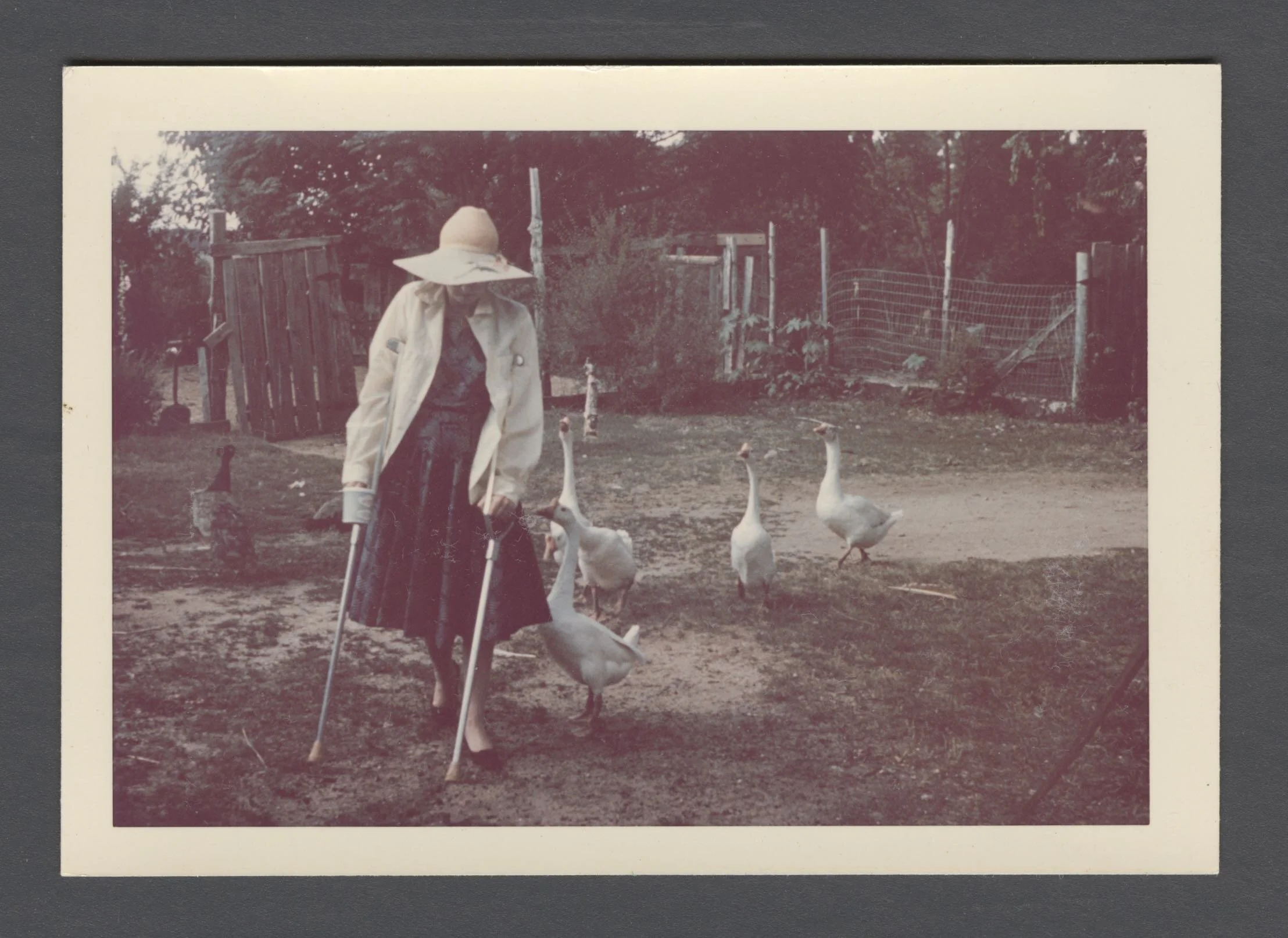 FOC_adultAndalusia Geese_Hat_NoFaceGoodMSS1305_B017_F017_I011_P001.jpg