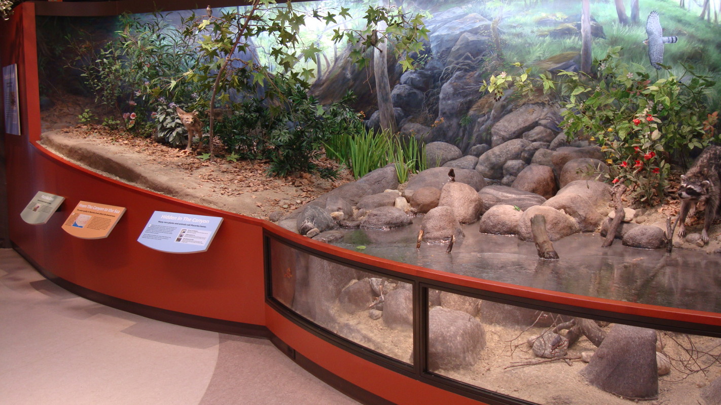 The Riparian diorama features a rock strewn stream that is visible both above and below the waterline.