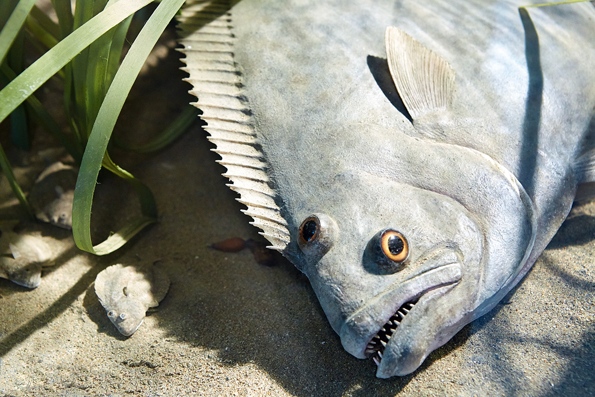 A mother flounder and her much smaller brood find sanctuary in the eel grass beds.