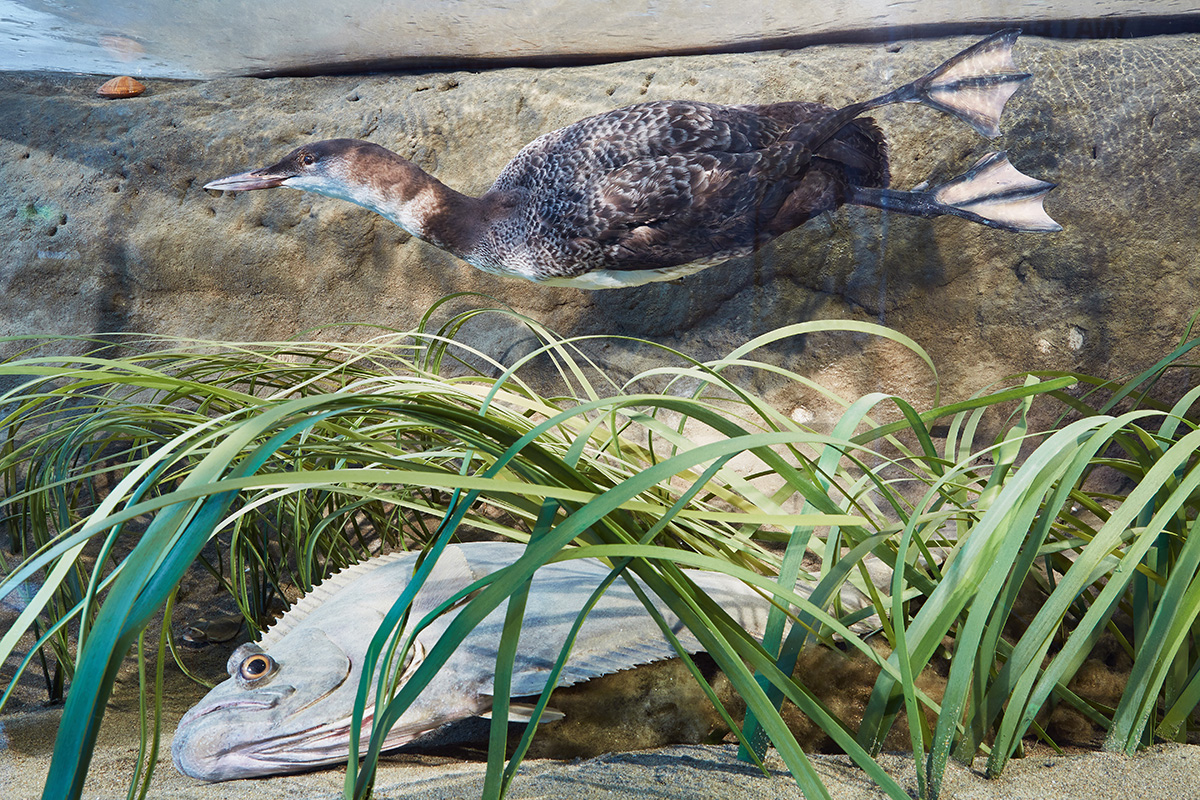 The wetlands and tidal flats provide the perfect habitat for juvenile fish, and hunting ground for birds.