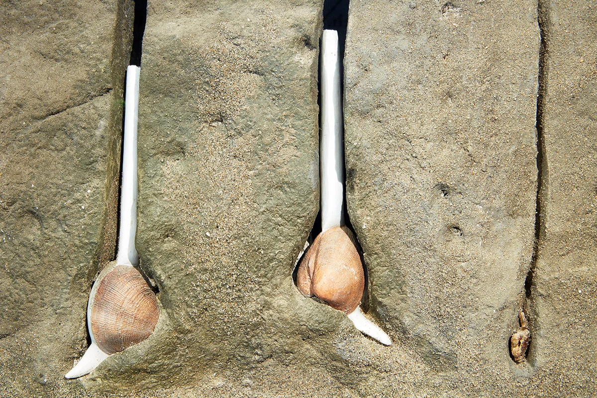 Clams and other burrowing animals find the perfect home in the mud.