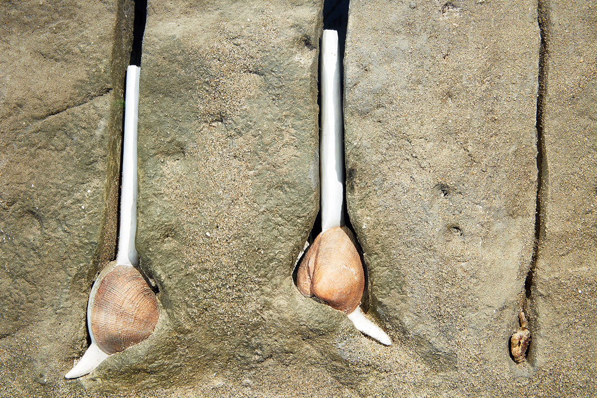 Clams and other burrowing animals find the perfect home in the mud.