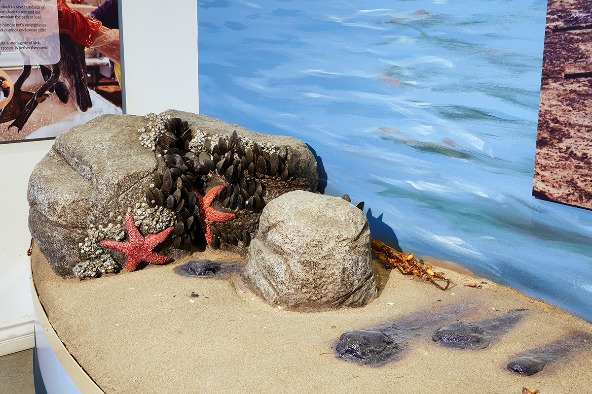 This display tells the story of the American Trader, an oil tanker that went aground in 1990 and dumped 416,000 gallons of oil into the bay adjacent to Huntington Beach. Thousands of birds and fish perished and the coast was fouled with washed up oil. This center was conceived to help provide a place for the care and treatment of wildlife affected by oil spills, and to educate the public about the dangers to the environment (and ourselves) posed by our dependency on fossil fuels.