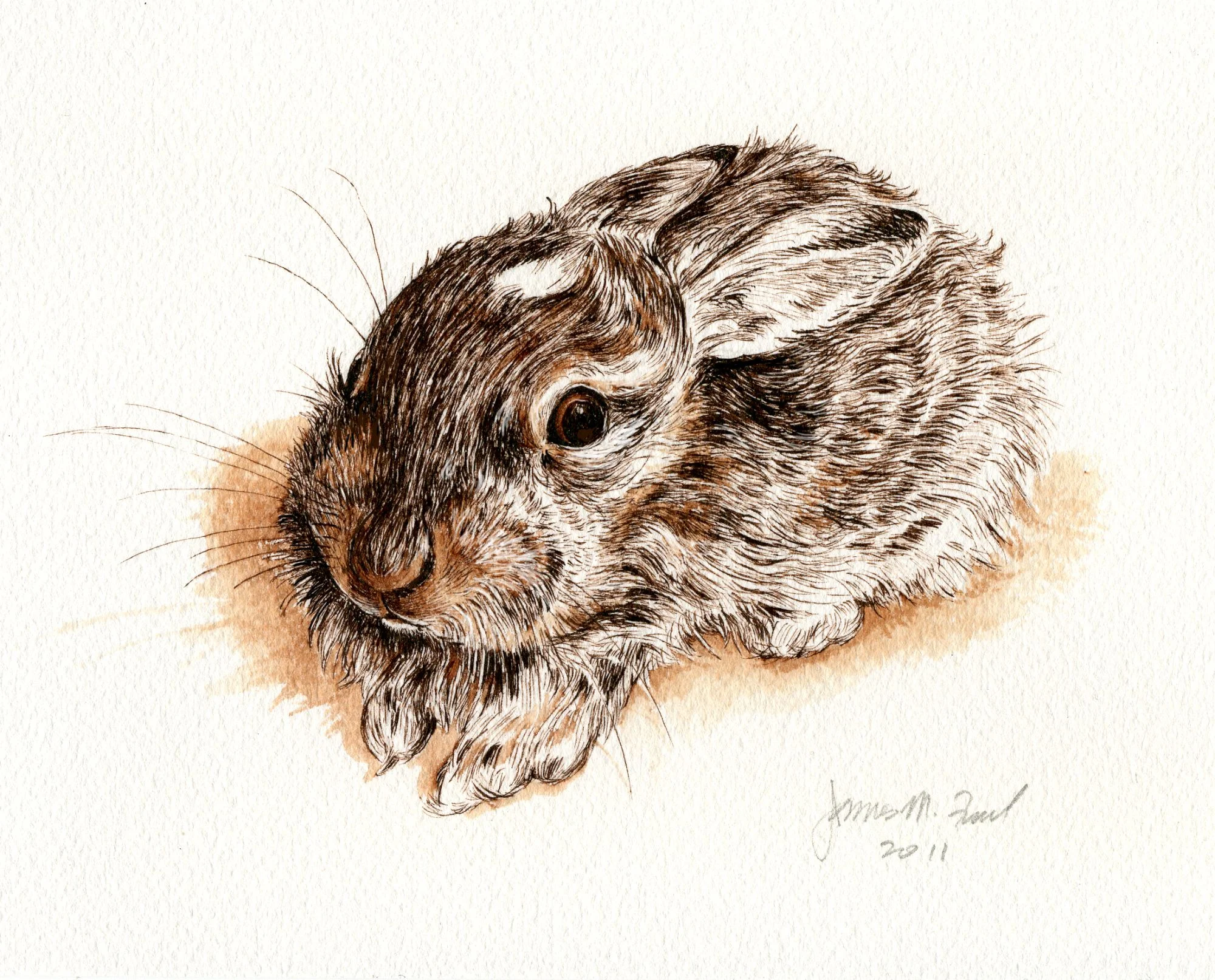 Baby jackrabbit. Pen and ink wash on watercolor paper.